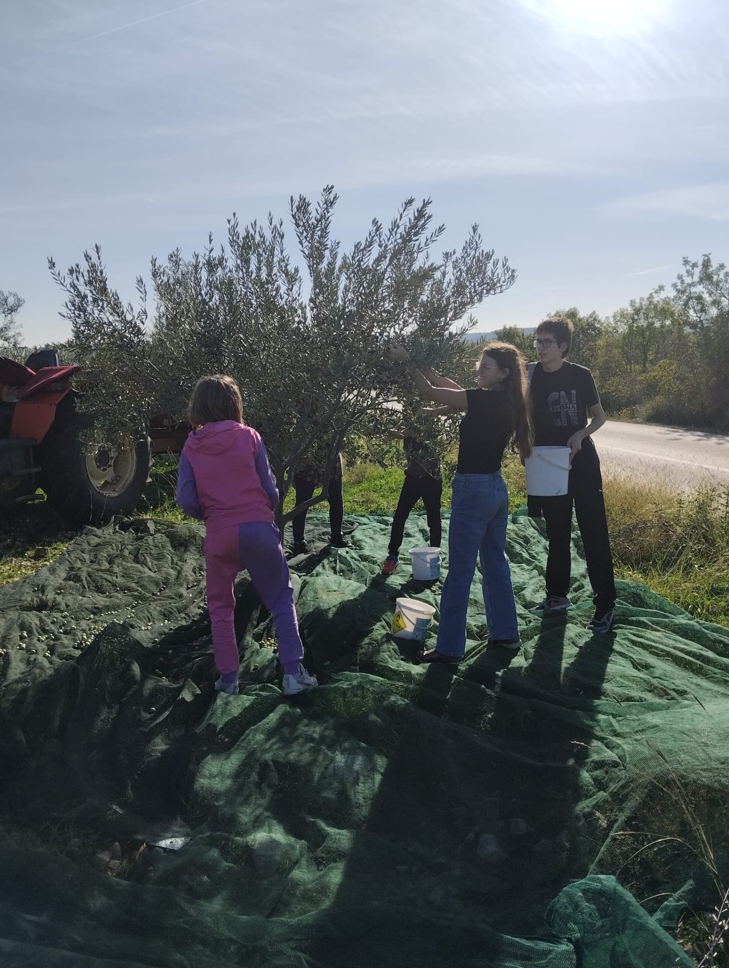 Berba uz traktor i mreže